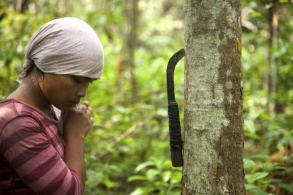 Kautsunkerääjän harras hetki Indonesian Sumatralla (Kuva: Nanang Sujana)