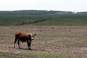 Puuplantaasit kuivattavat pampaa, kuvassa laidun UPM-yhtiön plantaasien vierestä Uruguaysta.