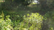 Kasvimaa Pauligin huvilalla kesällä 2016